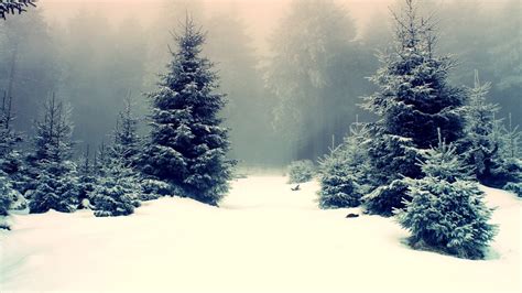 Snowy Forest 1366 X 768 Forest Photography Miriadnacom