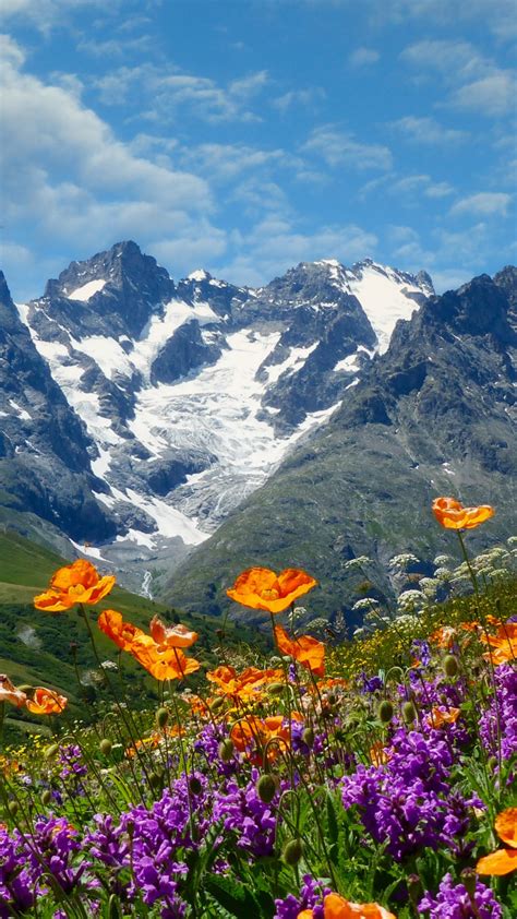 Download Wallpaper Flowers Mountains Maki Alps Meadow France