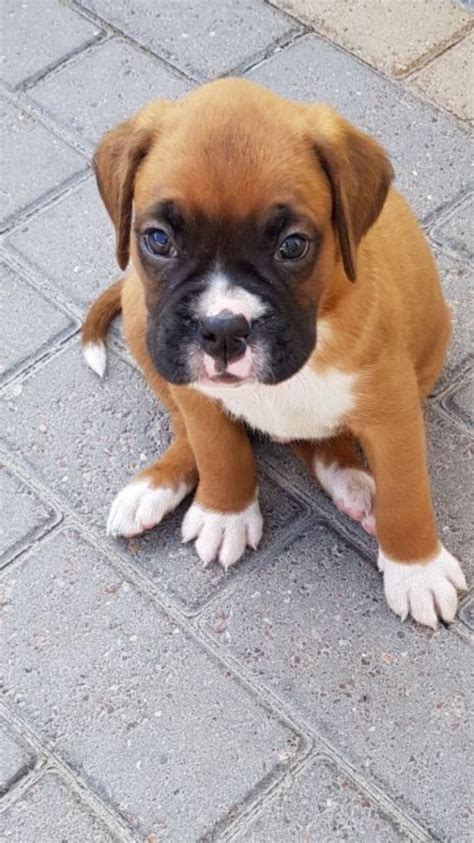 55 Red Boxer Puppies For Sale Pic Bleumoonproductions