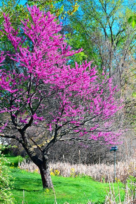 Red Bud Tree In Bloom A Red Bud Tree In Spring Bloom Flickr