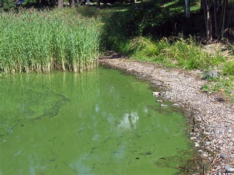 They can float in the water freely or form colonies. Blue-Green Algae: a Killer for Dogs and Cats | Australian ...