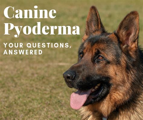Help My Dog Has Canine Pyoderma Expert Answers To Your Questions