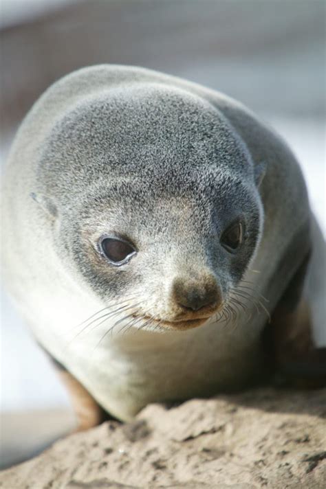 Fur Seal Pup Baby Animals Seal Pup Fur Seal