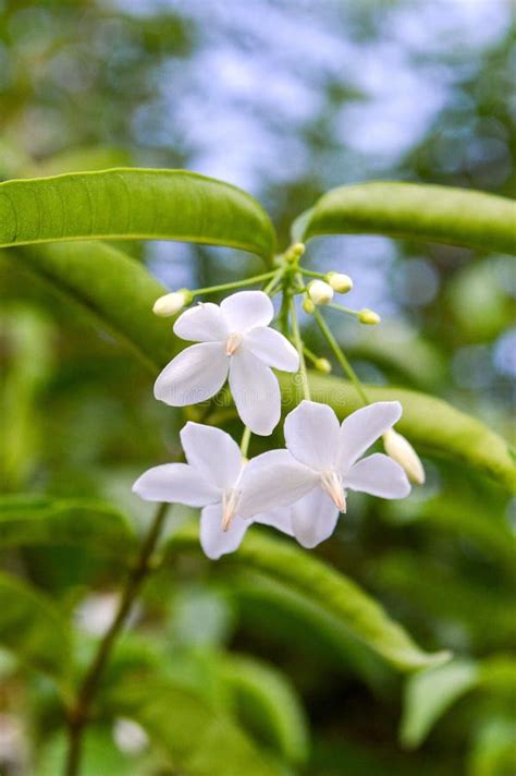 White Wrightia Religiosa Flower In Nature Garden Stock Photo Image Of