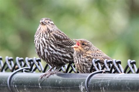 Is a classic sound of wetlands across the continent. Red-winged Blackbirds | Young Red-winged blackbird ...