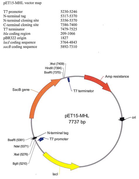 Addgene: pET15-MHL