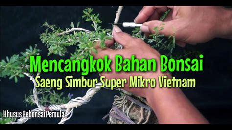 Mencangkok Bahan Bonsai Saeng Simbur Super Mikro Vietnam Youtube