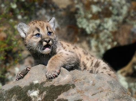 These living characteristics are not for a fish alone. 15 Amazing Animals that Start with the Letter E | Animals ...