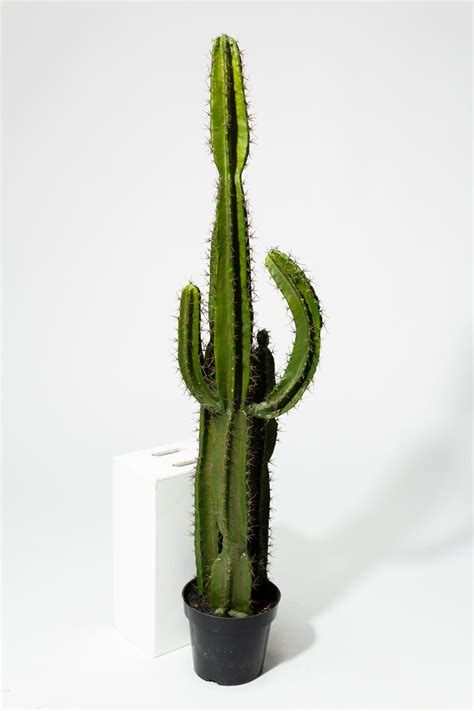 The nectar the cacti's fruit produces draws in bats, doves, finches. FP007 Mesa Faux 62" Potted Saguaro Cactus Prop Rental ...