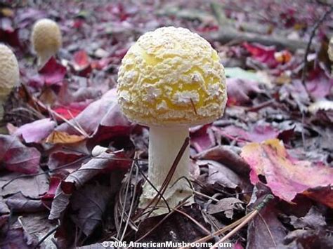 We did not find results for: AmericanMushrooms.com: Yellow-orange Fly Agaric (Amanita ...