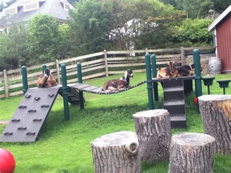 20 Creative Diy Dog Playground In The Backyard Obsigen