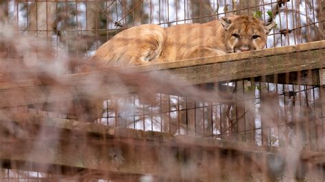 capone wins online naming contest for cougar captured in springfield