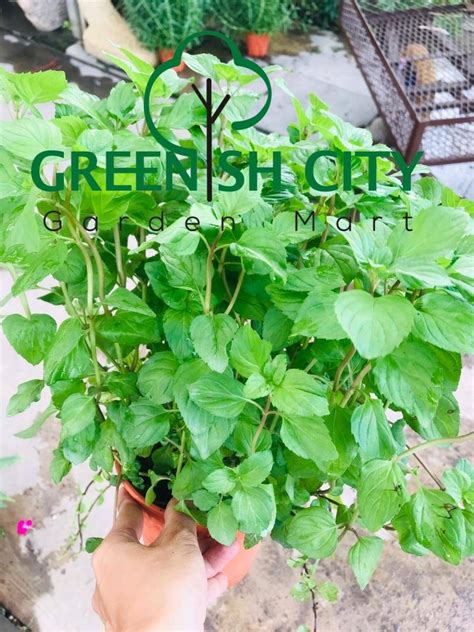 California mountain (sierra) mint / pycnanthemum californicum live plant plug. GNC - Australia Mint Herb Live Plant Pokok Hidup Herba ...