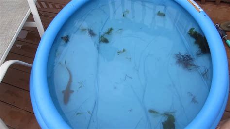 Baby Shark in a Swimming Pool (NOTE: the Dogfish Shark was NOT harmed