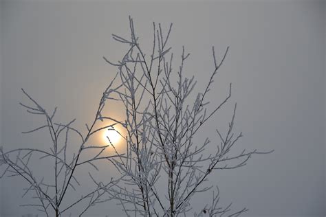 Free Images Tree Branch Winter Sun Sunrise Sunlight Morning