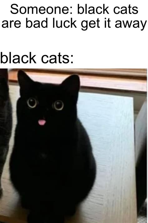 All Cats Good Cute Animal Memes Really Funny Memes Funny Animal Memes
