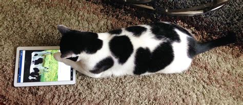 They also open the chest and lungs allowing for easier breathing. Scotch The Cow Cat's Furry Family | #Cute4Kind