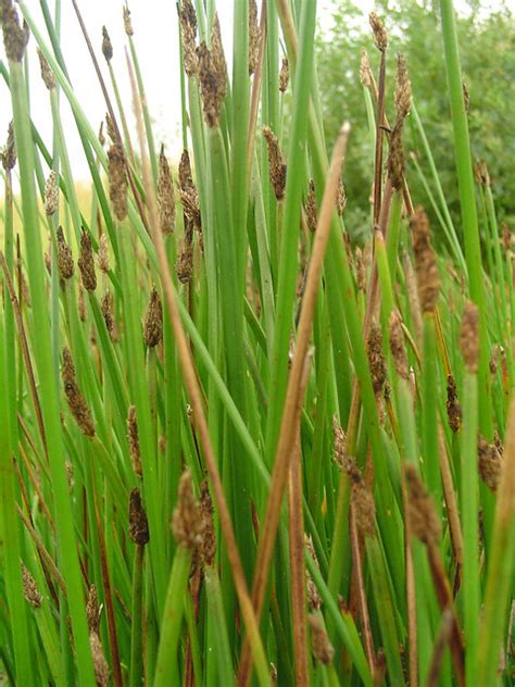 Marsh Grass  Flickr  Photo Sharing!