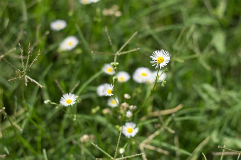 Ears grass weeds green grass leaves plants grow thin green young stalks are swaying fluttering at the wind sunny white small daisy flowers in green grass in spring, tranquil springtime countryside natural scene. Sarah Plain and Tall: White Weed Flowers