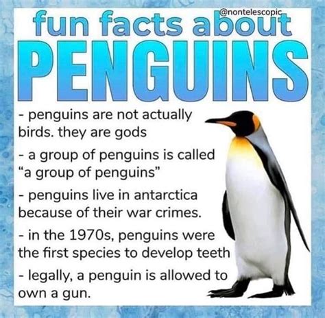 Penguins Fun Facts About Penguins Penguins Fun Facts