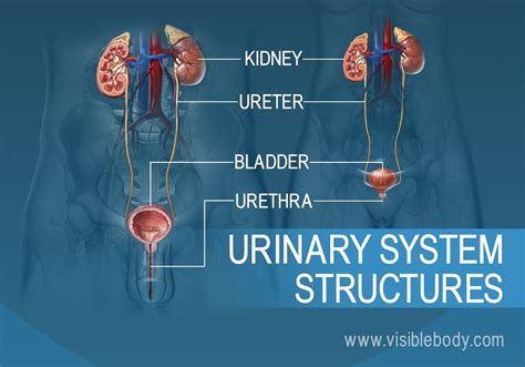 Urine Drains From The Ureters Into The Bladder Through The