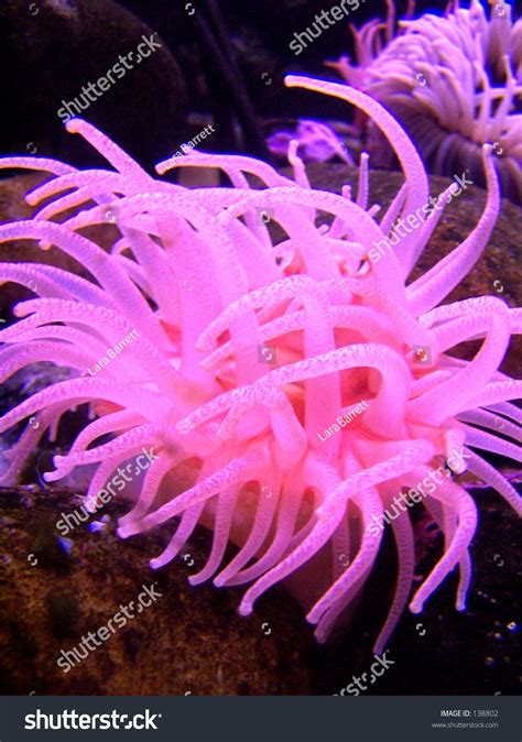 Pink Sea Anemone Stock Photo 138802 Shutterstock