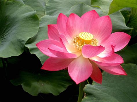 Portrait full body profile wider portrait. Pink Lotus Flowers - Flower HD Wallpapers, Images ...