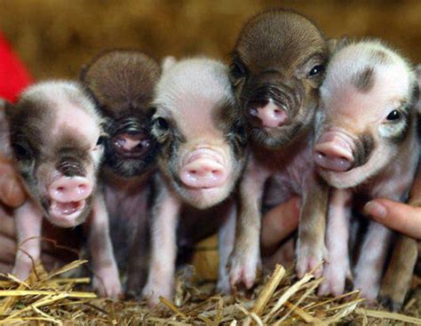 35 Cute Miniature Pig Pictures