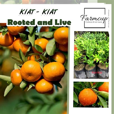 Kiat Kiat Live Plant Grafted Shopee Philippines