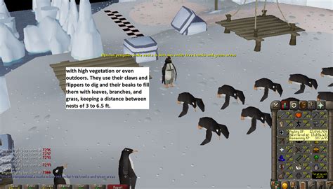 100 Laps With Penguin Facts Daily Until Agility Pet Day 58 R2007scape