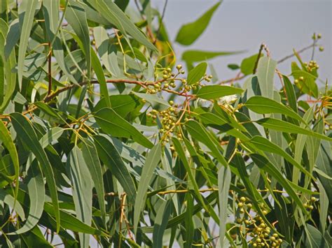 Lemon Eucalyptus Info Tips On Lemon Eucalyptus Plant Care