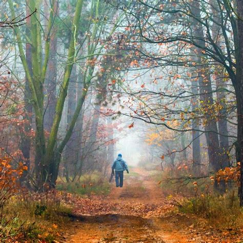 🇺🇦 Misty Autumn Forest Path 2 Ukraine By Oksana Galanzovskaya