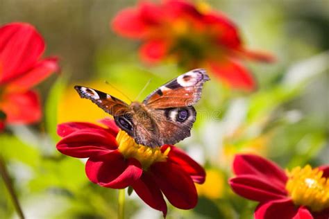 Colorful Butterfly On Flower Stock Photo Image Of Coloured Closeup