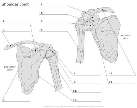 Simple easy notes for quick revision for exams. Shoulder Joint Articulations Unlabeled | Anatomy and ...