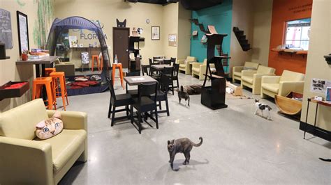 A cat café is a theme café whose attraction is cats that can be watched and played with. Check out these unique Orlando-area bars and restaurants