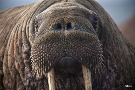 As Sea Ice Melts Some Say Walruses Need Better Protection The Columbian