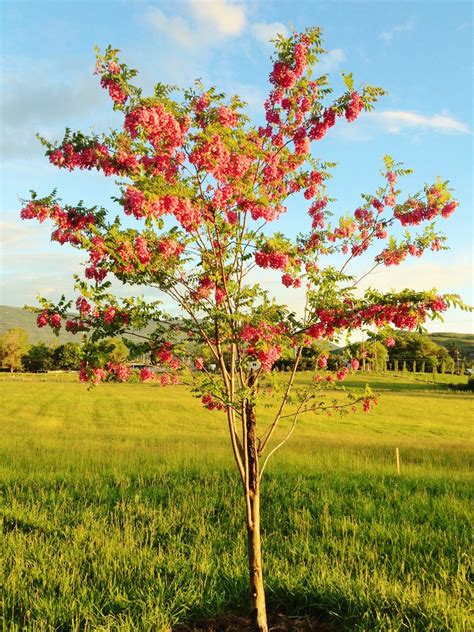Ornamental trees, generally 6 to 25 or 30 feet, typically add year round interest with beautiful shapes, spring flowers and fall colors, berries or seed pods. Robinia - pink locust tree - zone 5 | Ornamental trees ...