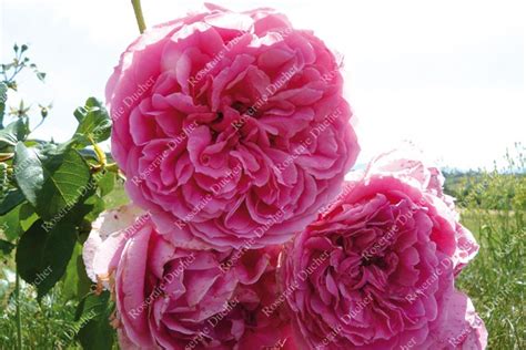 Its name comes from the latin word rosa. Roses DUCHER - Climbing rose Pink Cloud