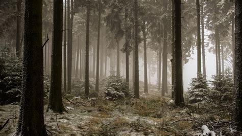 Download Wallpaper 1920x1080 Forest Trees Fog Frost Cold Full Hd