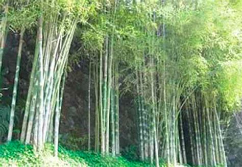 Best hedging bamboo due to thick and uniform bushy foliage. A Successful Livelihood from Raising Ornamental Bamboo ...