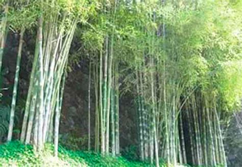 As a specialty bamboo nursery, our collection includes many varieties of clumping and running bamboos from around the world. A Successful Livelihood from Raising Ornamental Bamboo ...