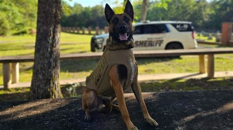 Nonprofit Donates Body Armor To K9 In Rusk County Cbs19tv