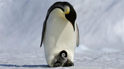 Charming Penguin Baby With Her Mother Hd Wallpapers