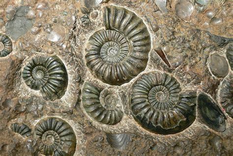 Lerntext Evolution Erdzeitalter — äonothem ärathem system ≈ beginn vor (mya) phanerozoikum dauer: