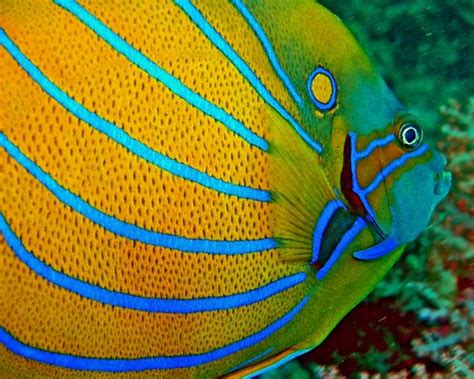 Angelfish Detail In Coral Reefphi Phi Island Thailand I Flickr