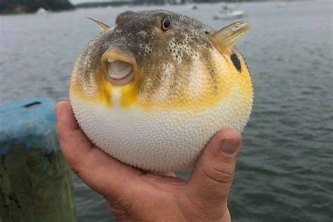 Puffer Fish 1420 Wbsm