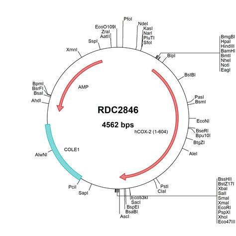 Human COX-2 (NP_000954) VersaClone cDNA RDC2846: R&D Systems