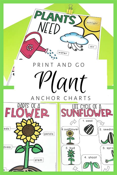 Plant Anchor Charts | Plants anchor charts, Anchor charts ...