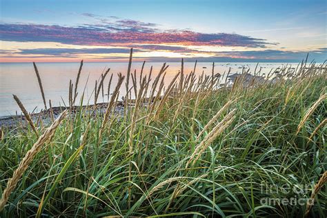 Coastal Grass At Sunset At Bakers Brook Nl Photograph By Mike Organ