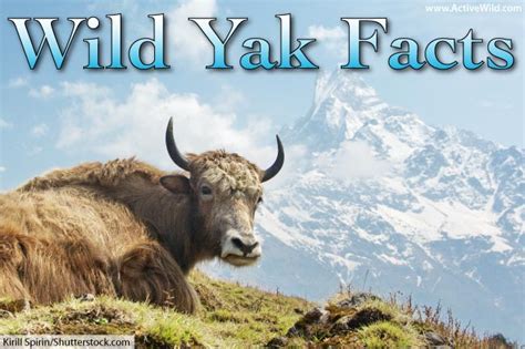 Gestation Period Of Wild Yak - christening outfits baby boy